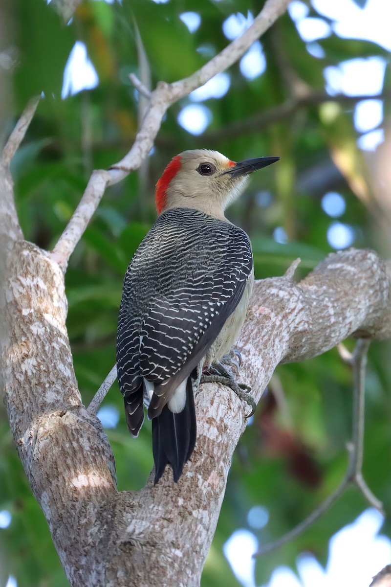 Golden-fronted Woodpecker - ML627752405