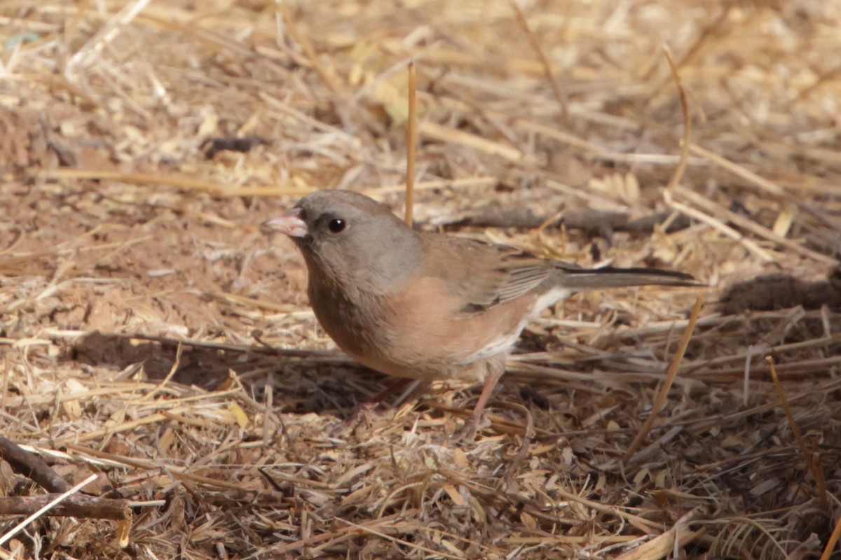 Dark-eyed Junco (Pink-sided) - ML627752562