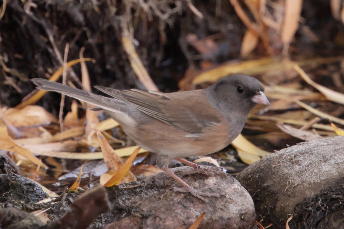 Dark-eyed Junco (Pink-sided) - ML627752563