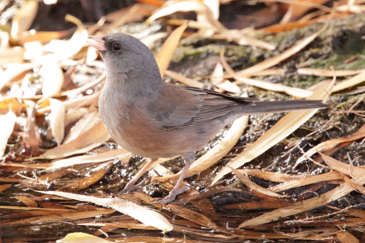 Dark-eyed Junco (Pink-sided) - ML627752564