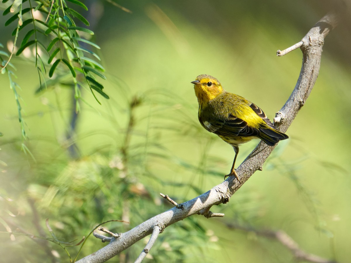 Cape May Warbler - ML627752626