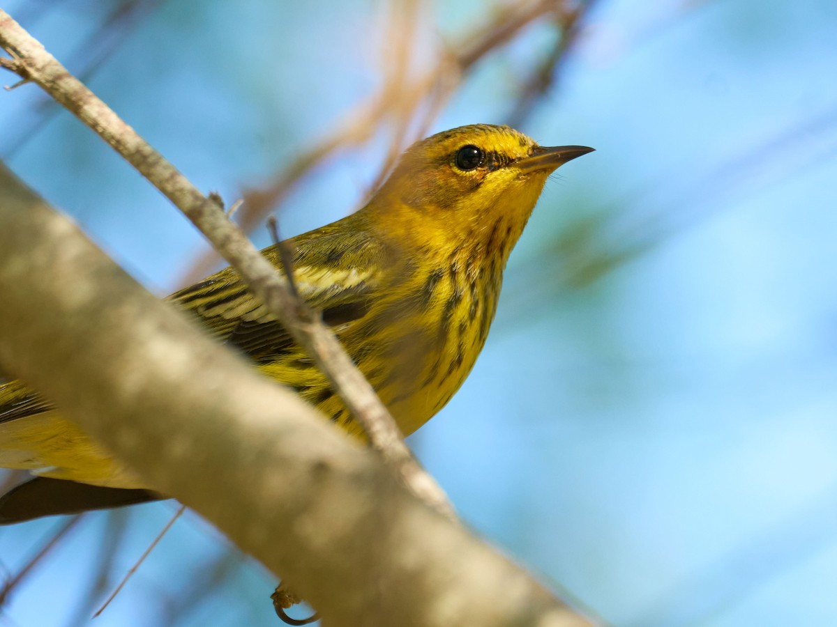 Cape May Warbler - ML627752627