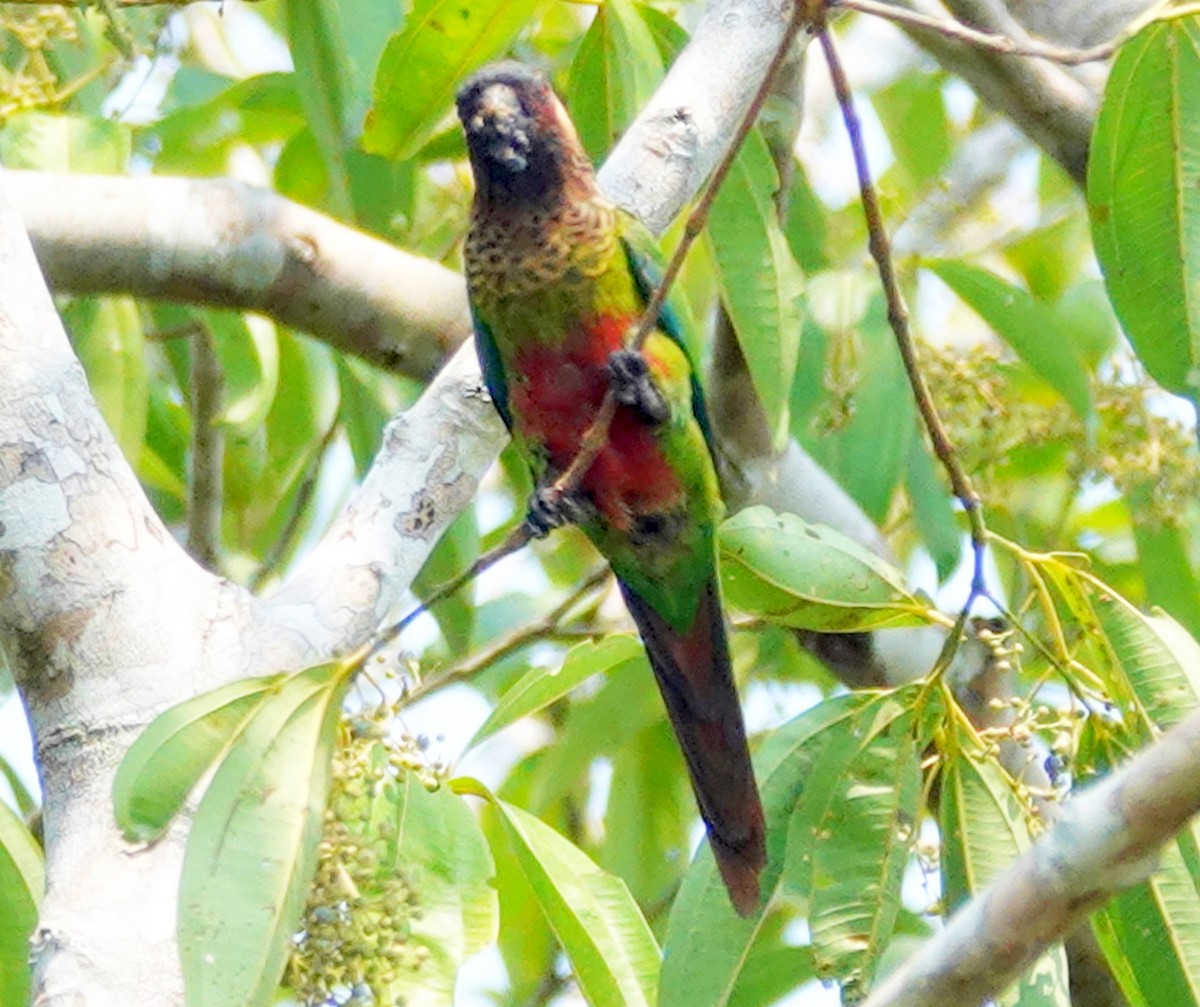 Santarem Parakeet - ML627752689