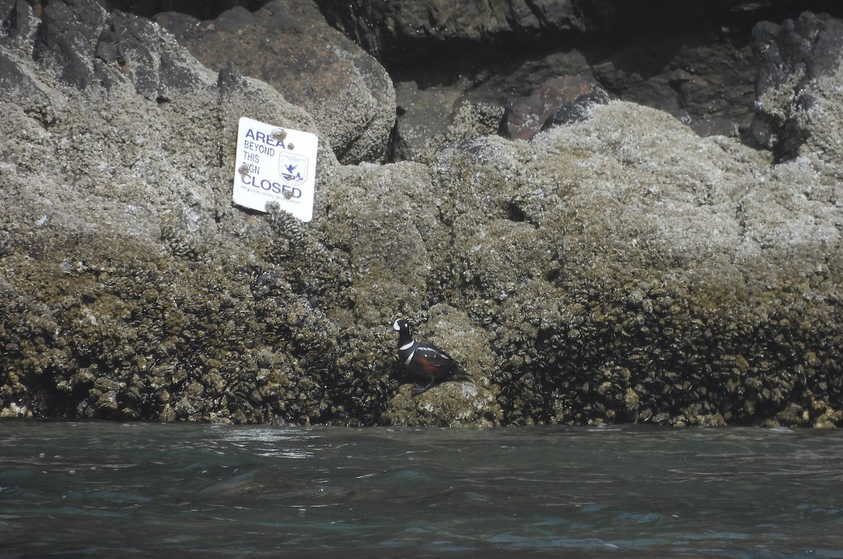 Harlequin Duck - ML627752693