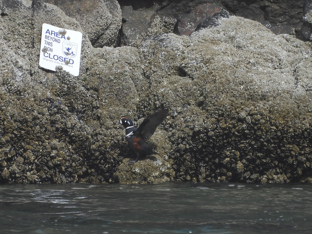 Harlequin Duck - ML627752711