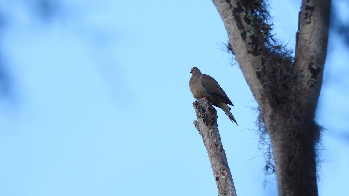 Mourning Dove - ML627752721