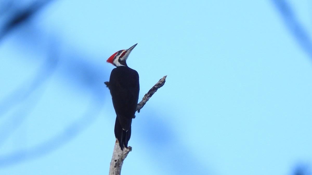 Pileated Woodpecker - ML627752749