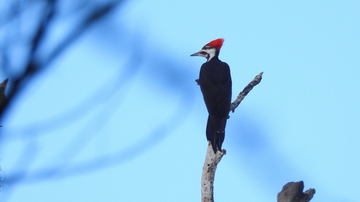 Pileated Woodpecker - ML627752750