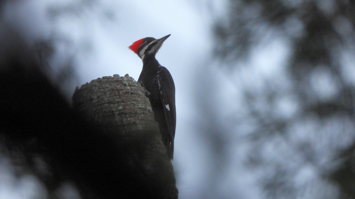 Pileated Woodpecker - ML627752751