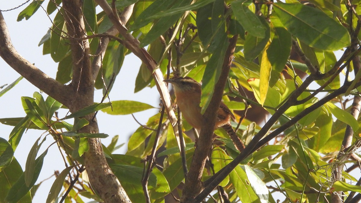 Carolina Wren - ML627752765