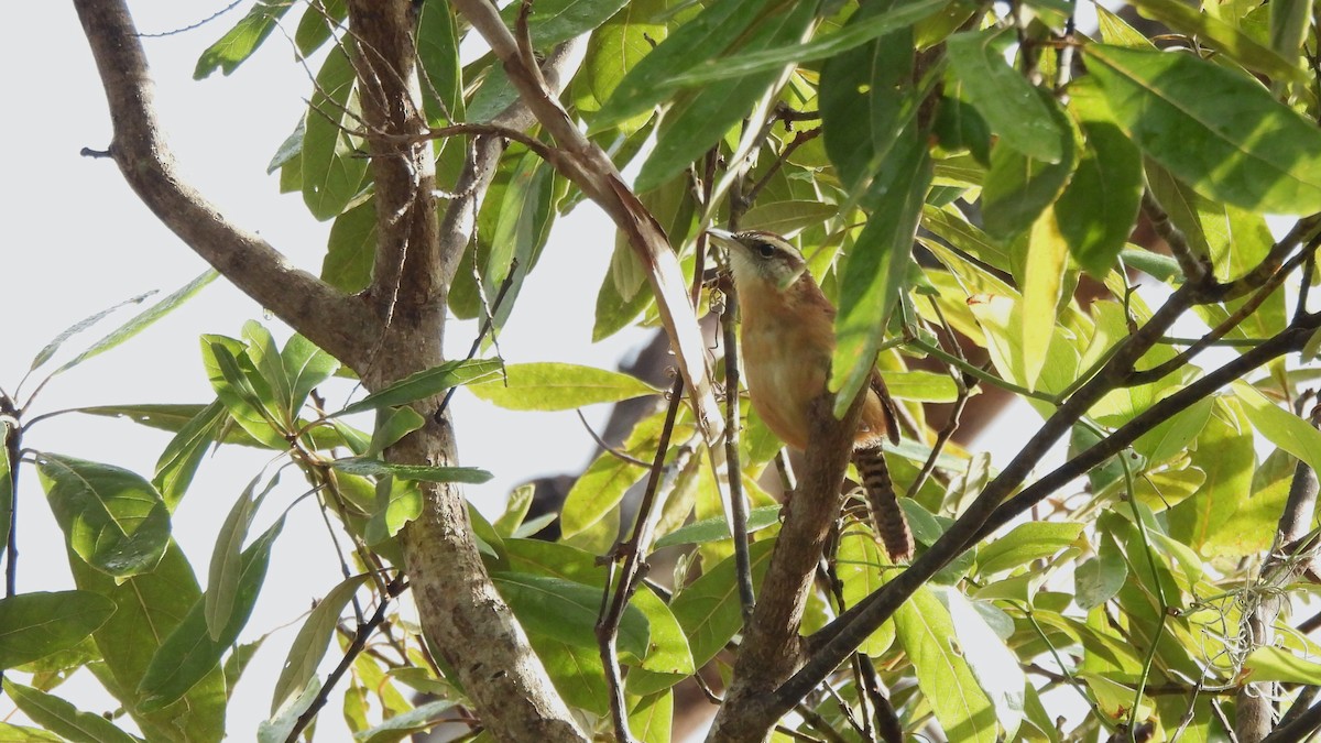 Carolina Wren - ML627752766