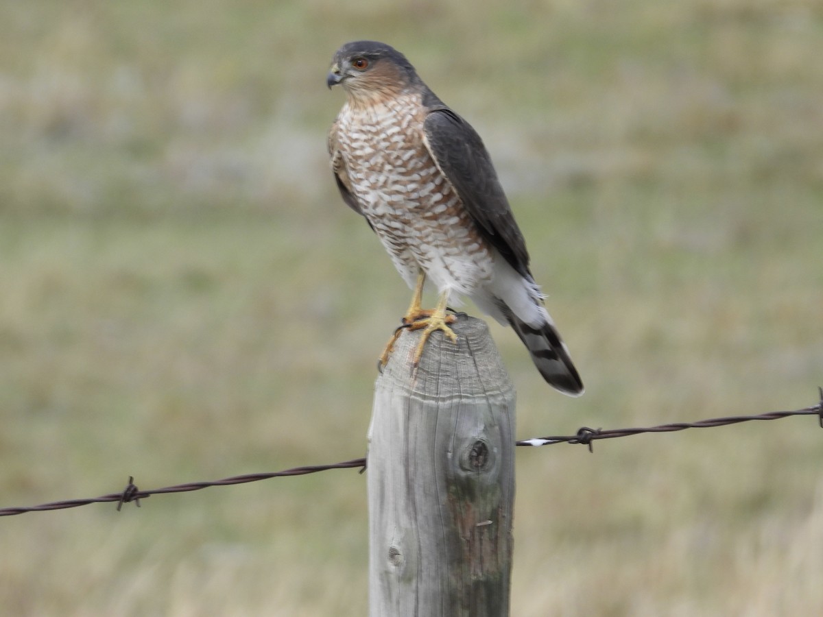 Sharp-shinned Hawk - ML627752801