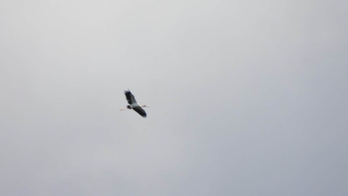 Wood Stork - ML627752875