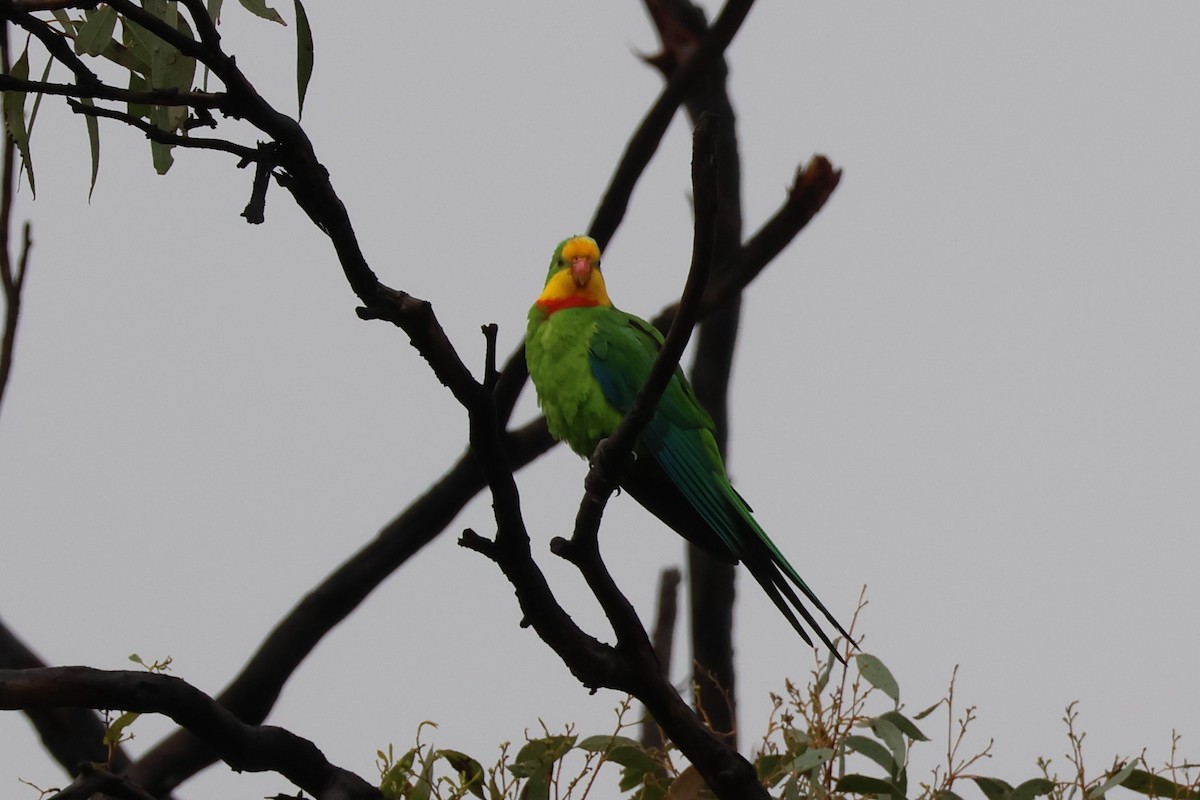 Superb Parrot - ML627752892