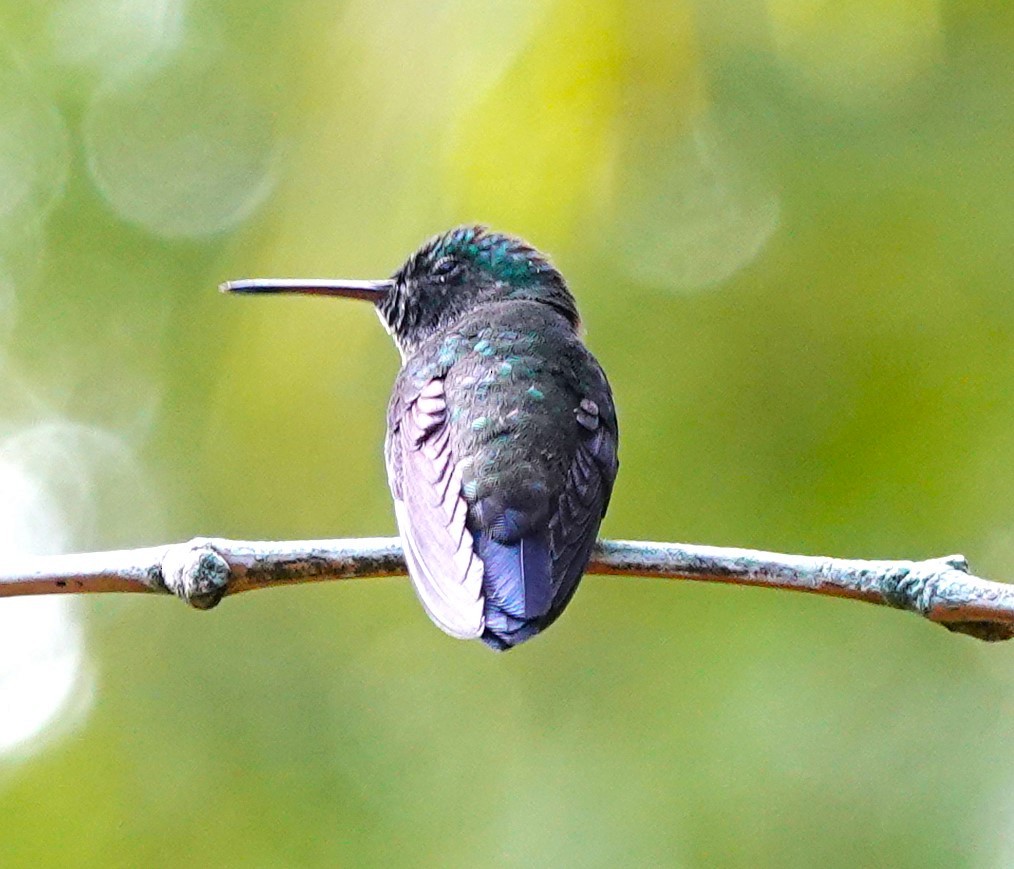 stålbukkolibri - ML627753012