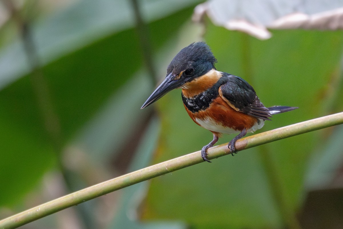 American Pygmy Kingfisher - ML627753060