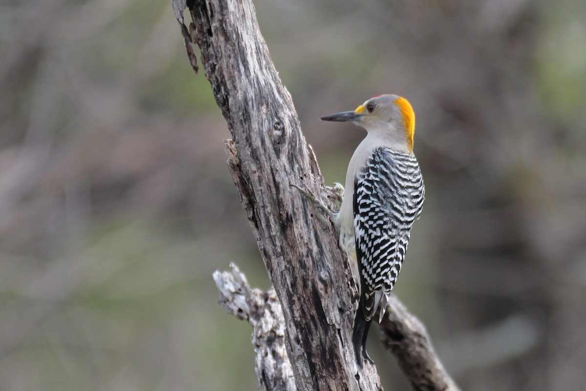 Golden-fronted Woodpecker - ML627753102