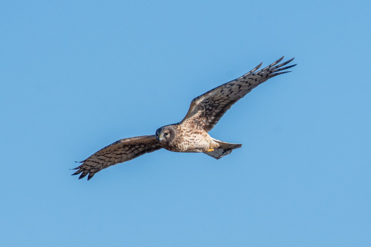 Northern Harrier - ML627753169