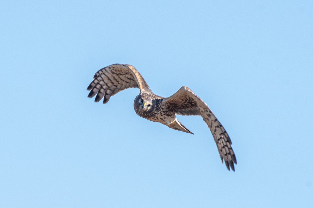 Northern Harrier - ML627753170