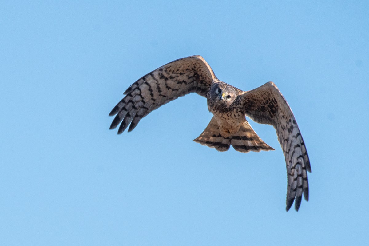 Northern Harrier - ML627753171