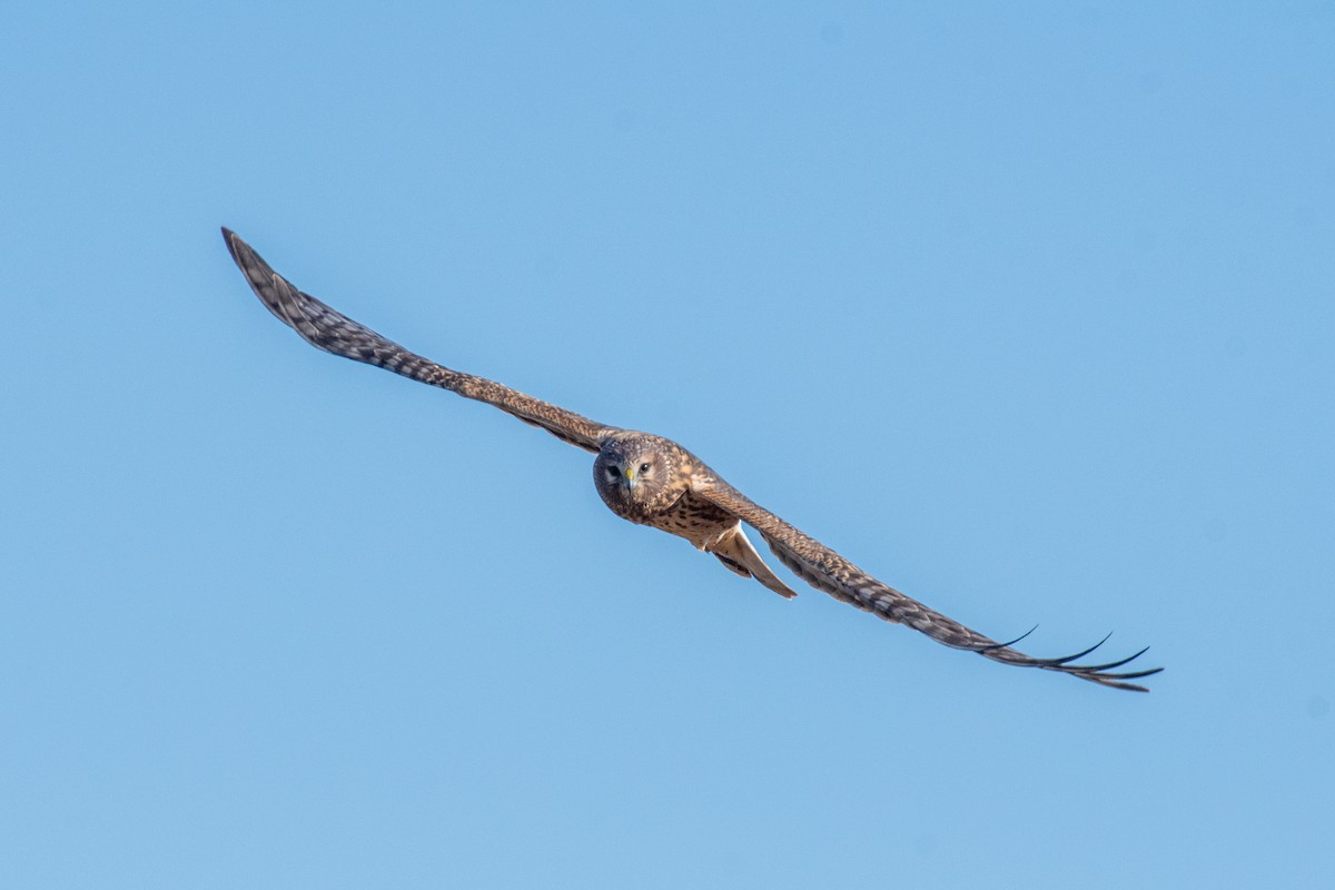 Northern Harrier - ML627753172