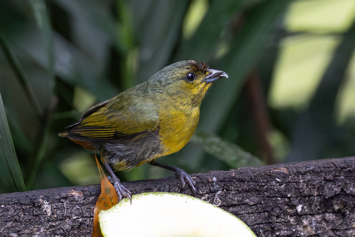 Olive-backed Euphonia - Lesley Tullis