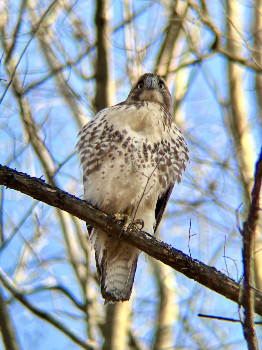 Red-tailed Hawk (borealis) - ML627753300
