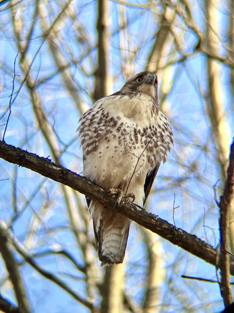 Red-tailed Hawk (borealis) - ML627753301