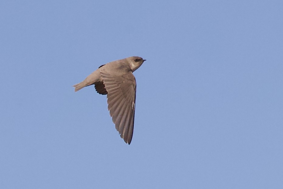 Pale Crag-Martin - ML627753319