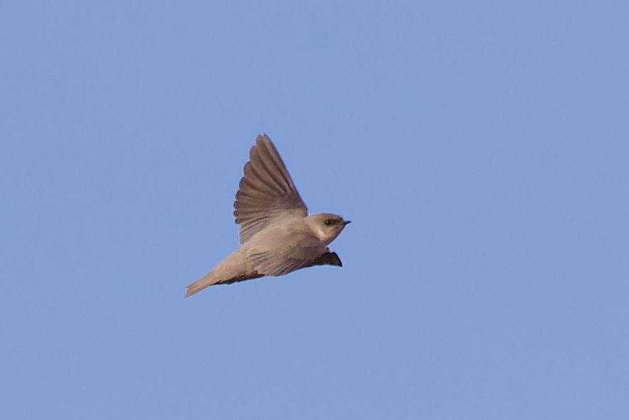 Pale Crag-Martin - ML627753320