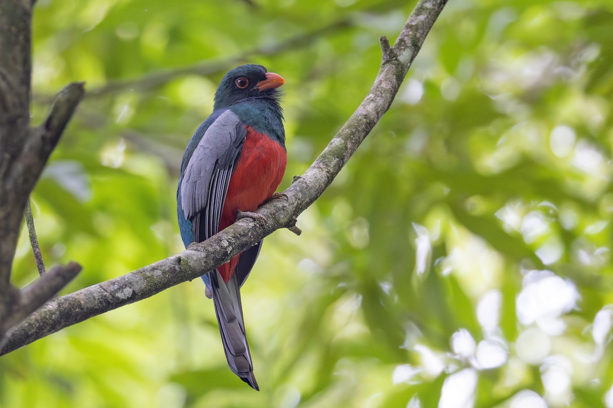 Slaty-tailed Trogon - ML627753495