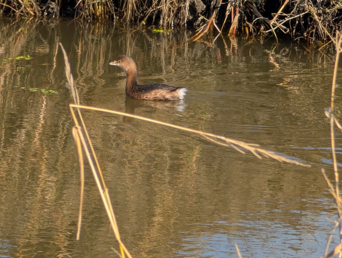 Pied-billed Grebe - ML627753496