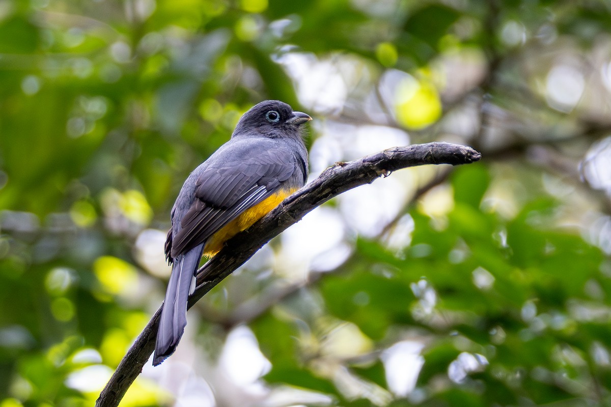 Black-headed Trogon - ML627753498