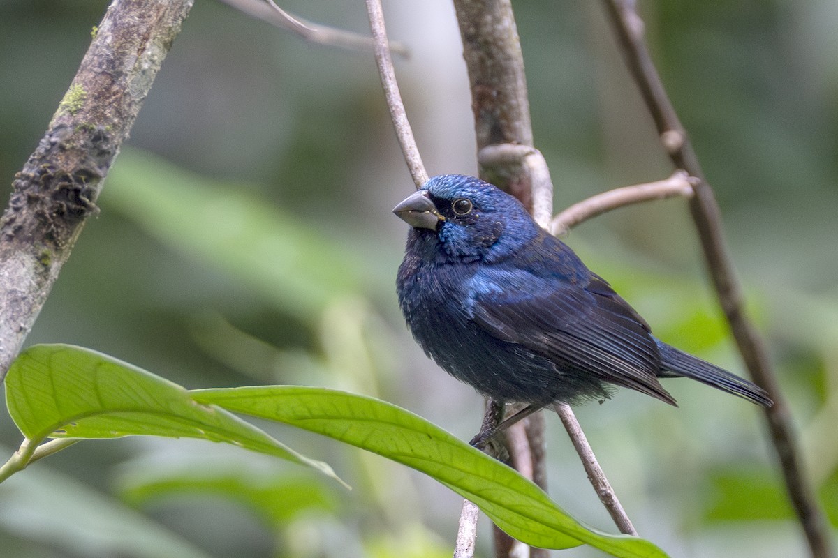 Blue Bunting - ML627753511