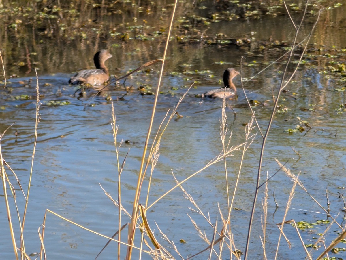 Pied-billed Grebe - ML627753513