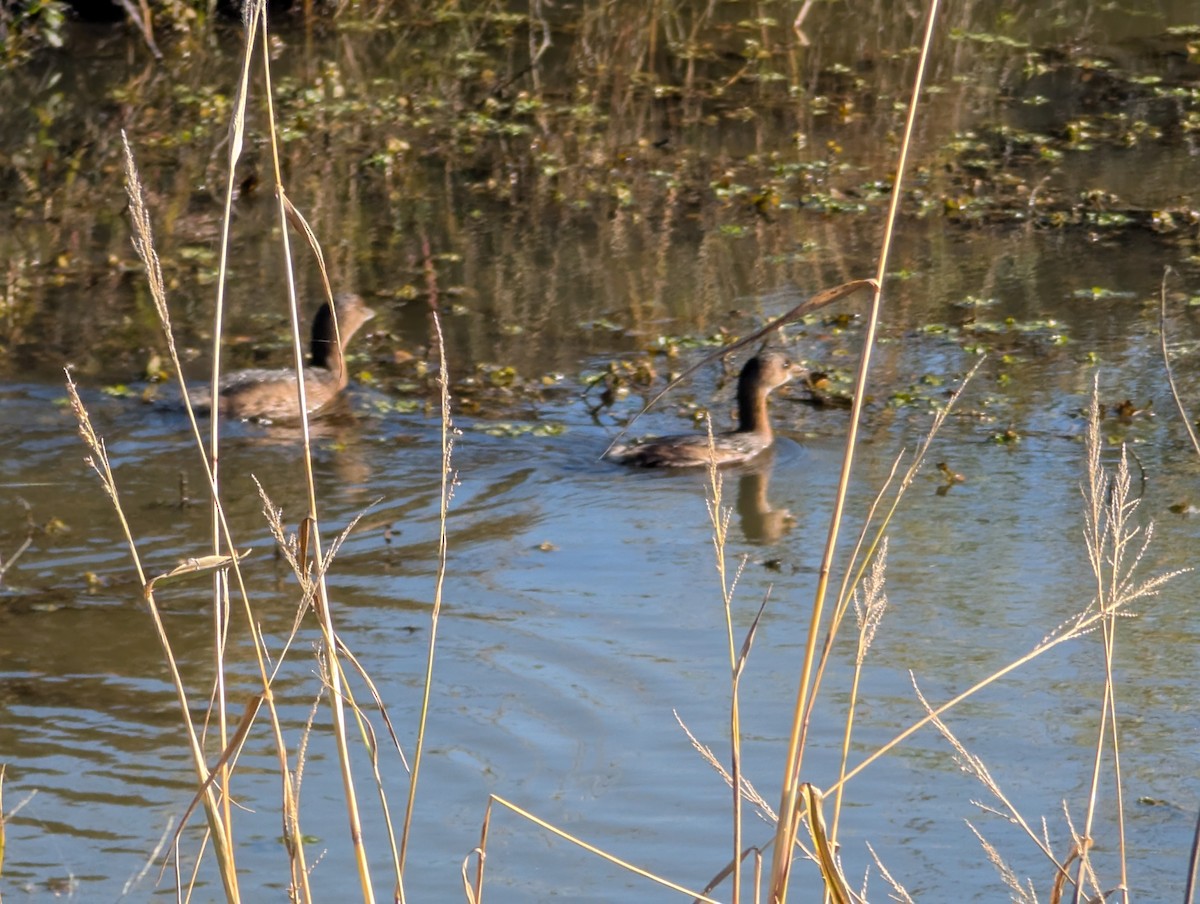 Pied-billed Grebe - ML627753514