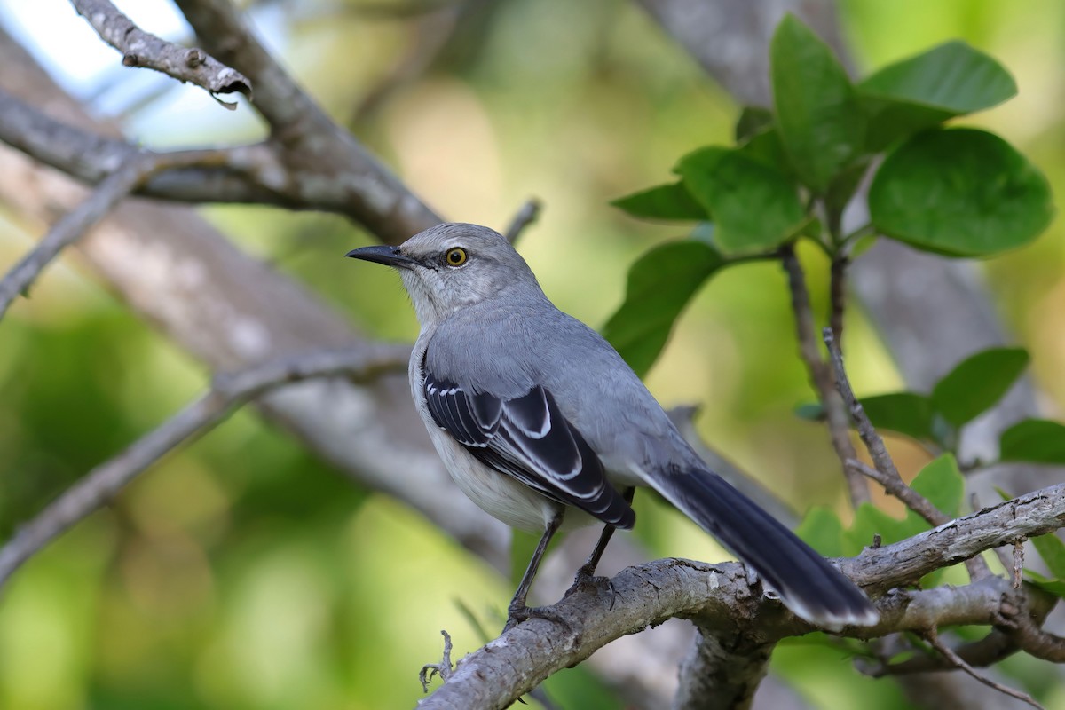 Tropical Mockingbird - ML627753534