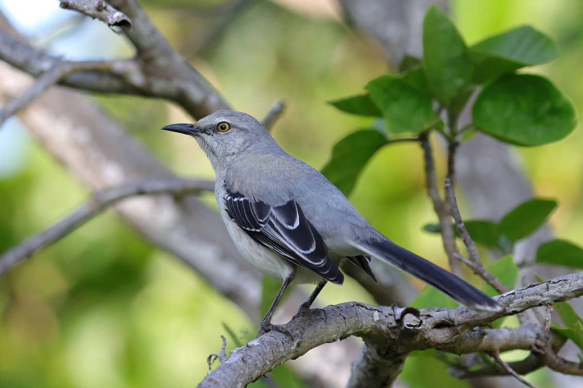 Tropical Mockingbird - ML627753535