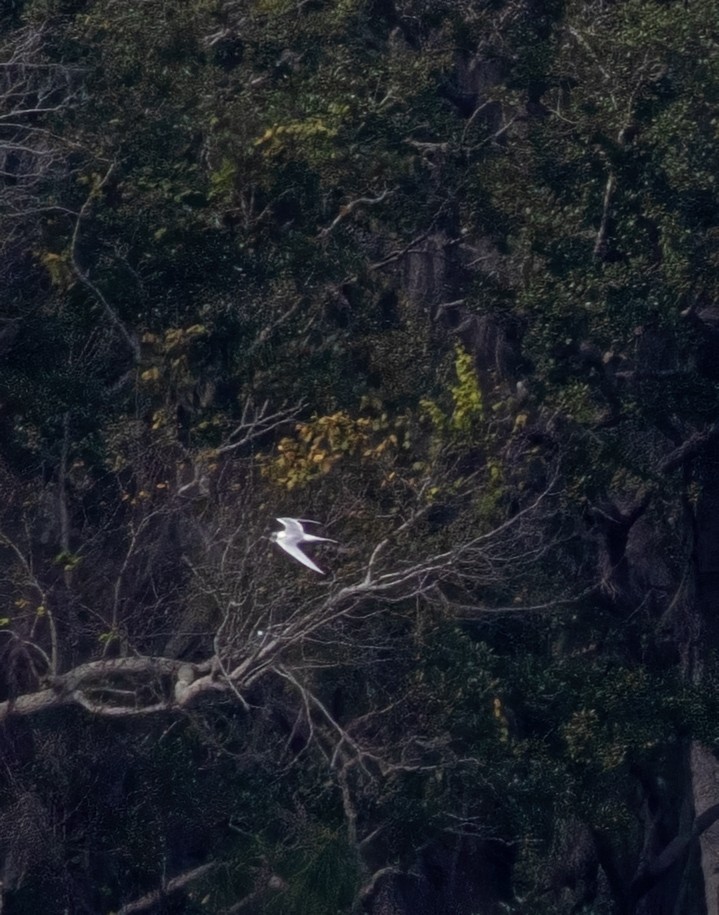 Forster's Tern - ML627753624