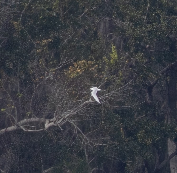 Forster's Tern - ML627753625