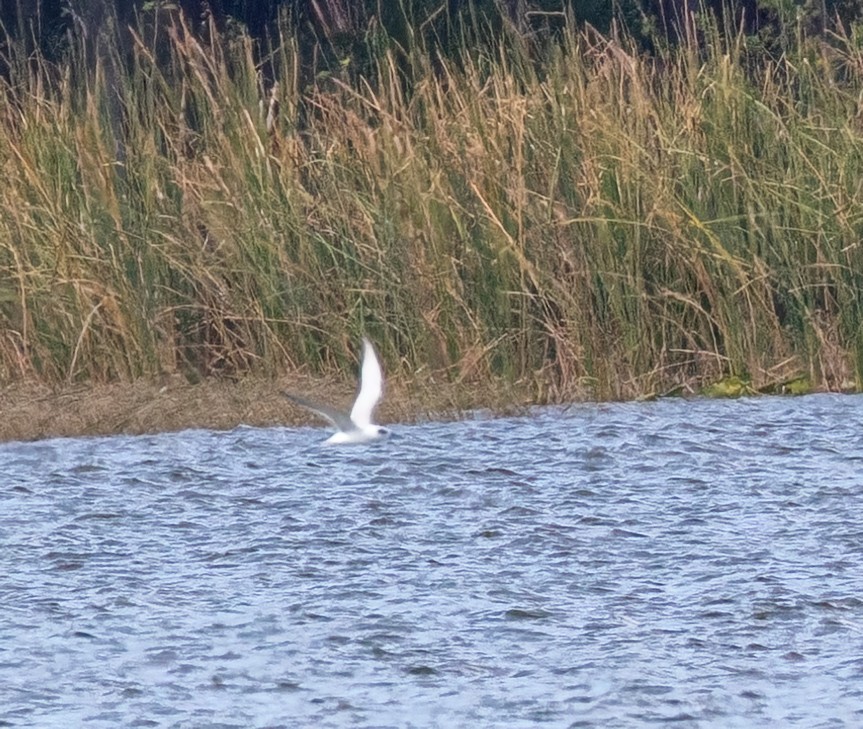 Forster's Tern - ML627753626