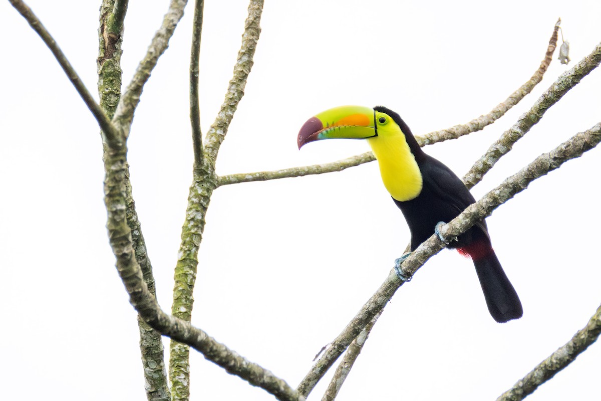 Keel-billed Toucan - ML627753724