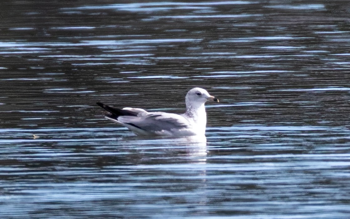 Ring-billed Gull - ML627753729