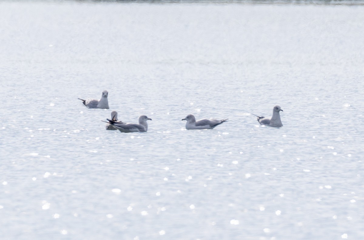 Ring-billed Gull - ML627753730