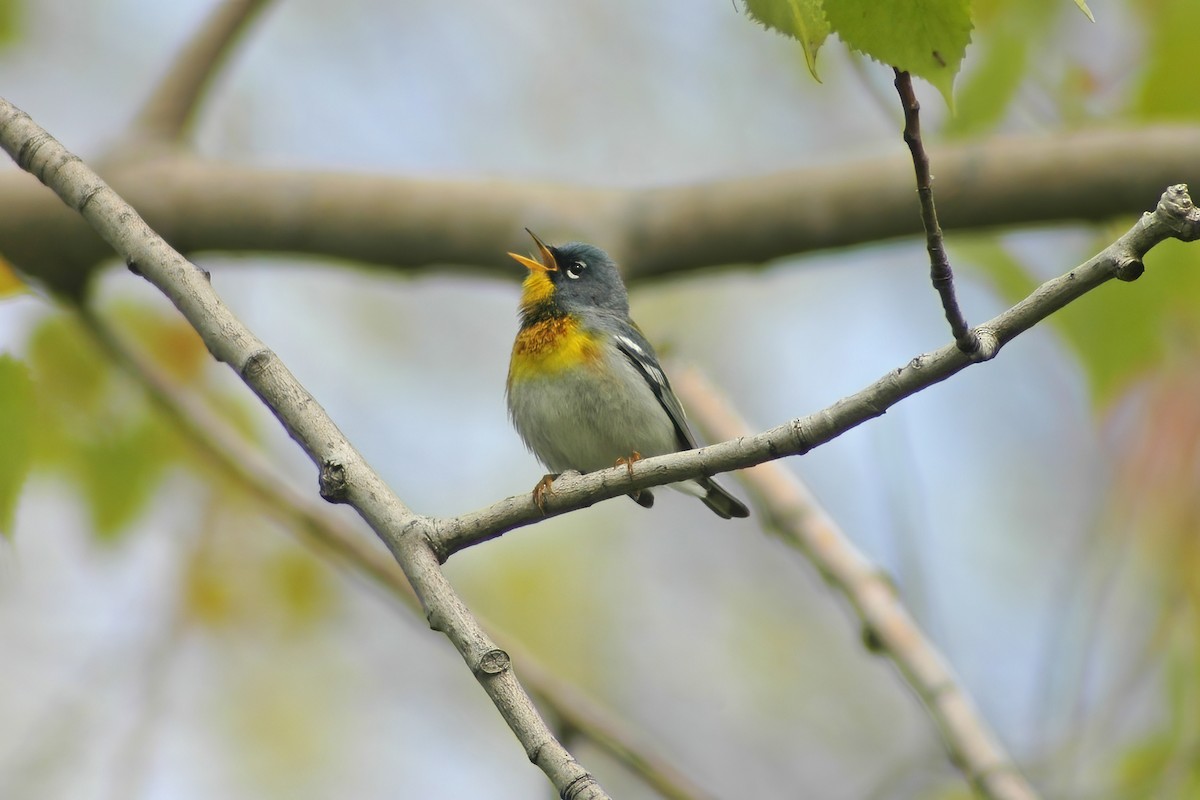 Northern Parula - ML627753743