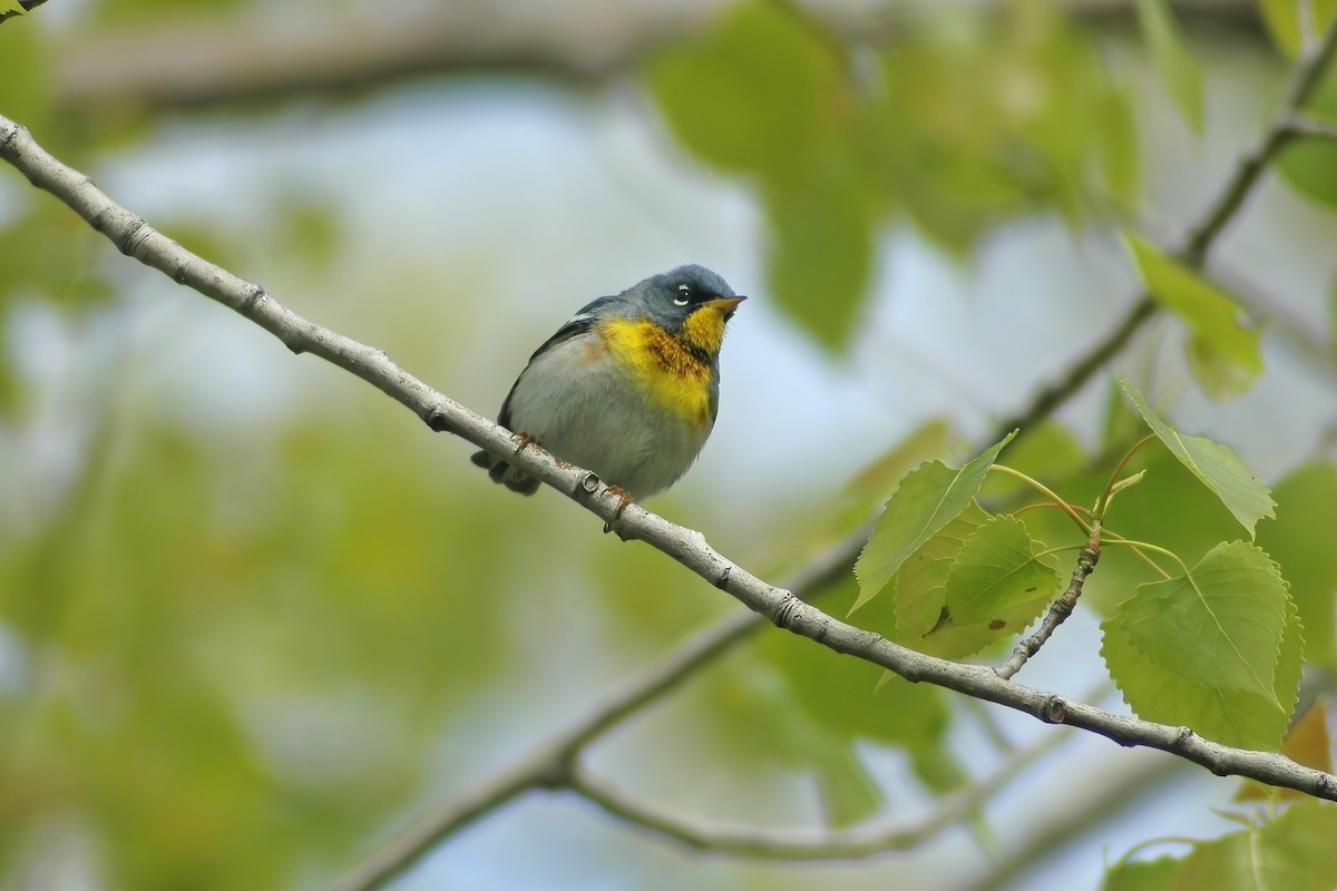 Northern Parula - ML627753744