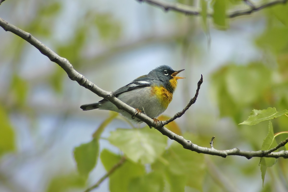 Northern Parula - ML627753745