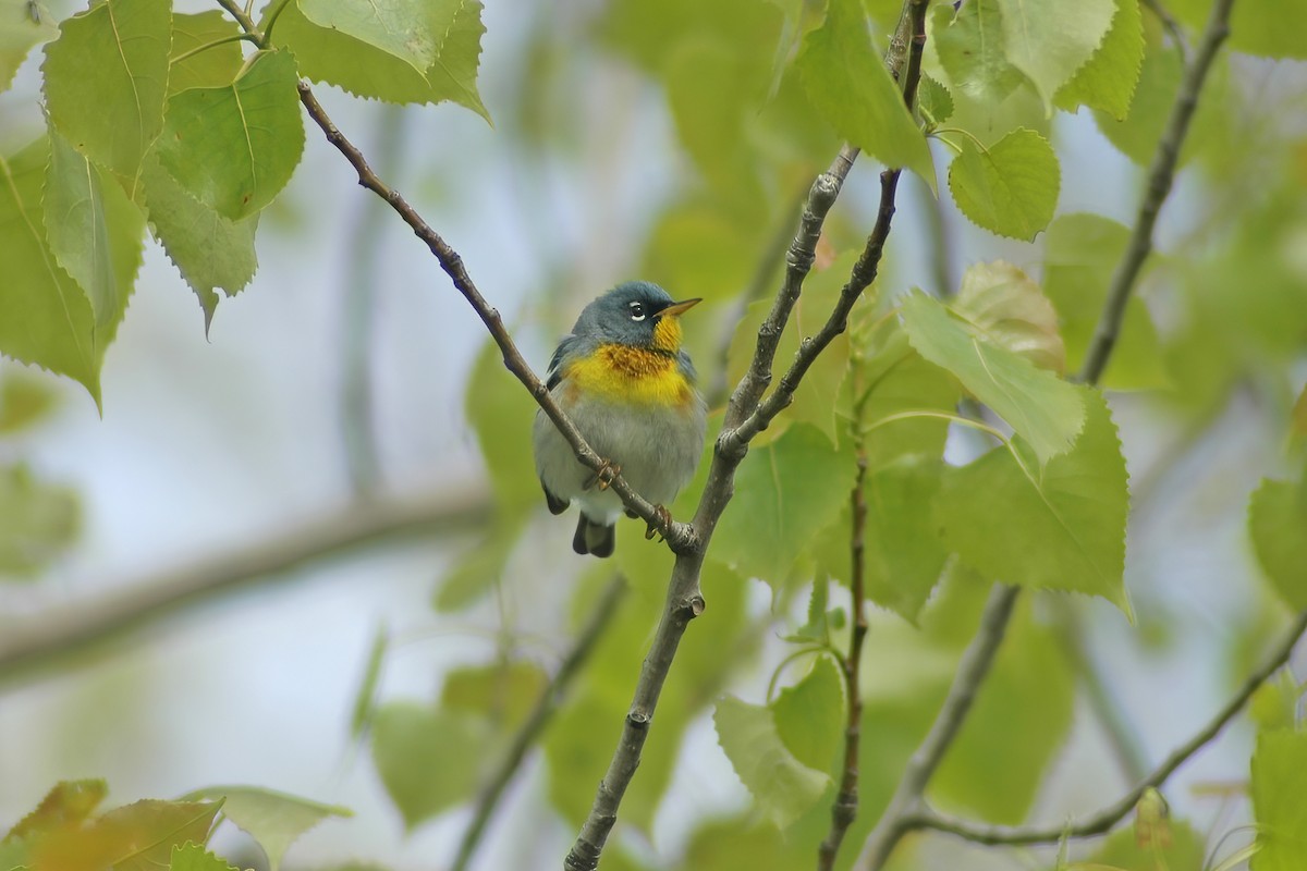 Northern Parula - ML627753746