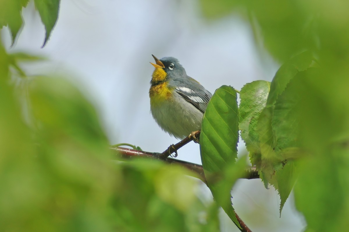 Northern Parula - ML627753747