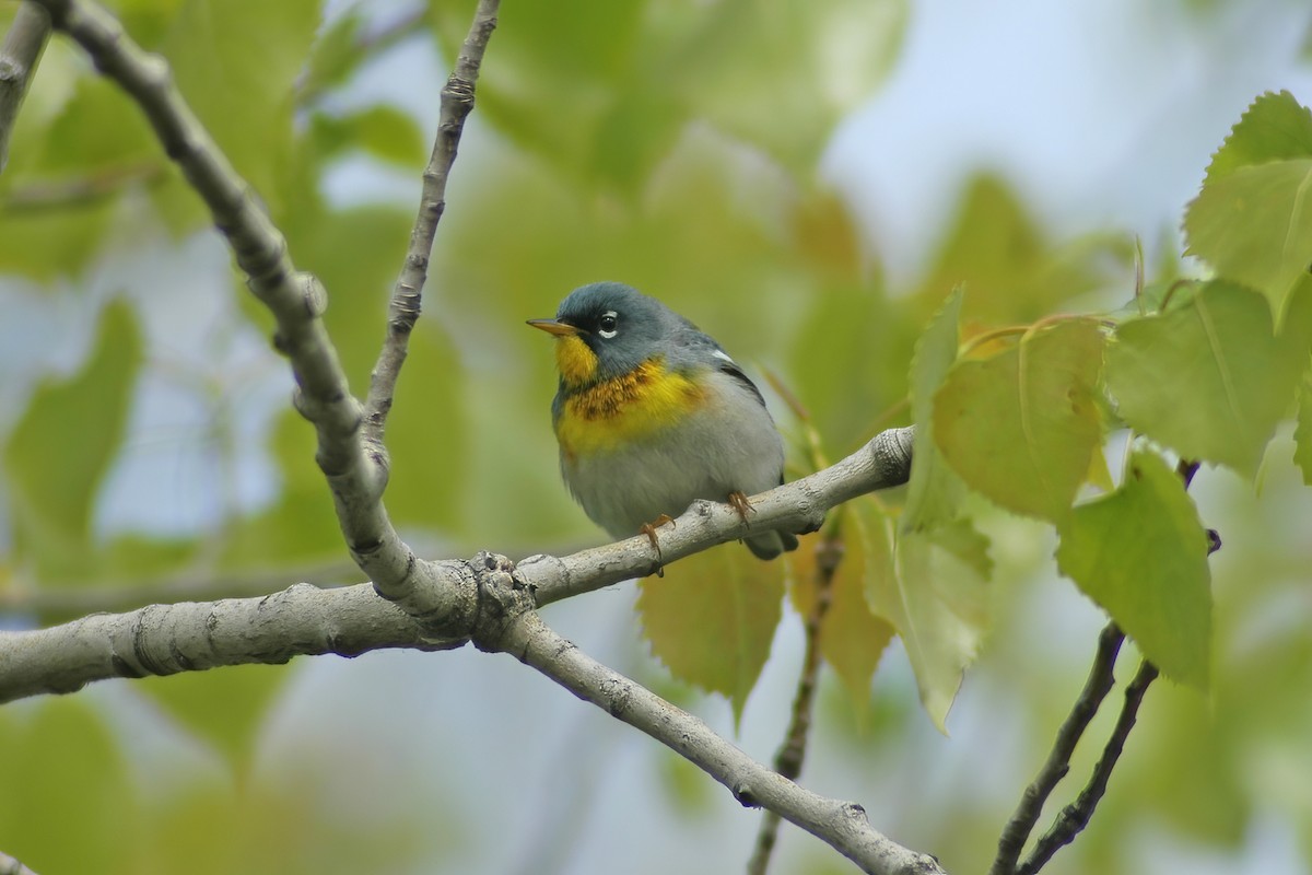 Northern Parula - ML627753748